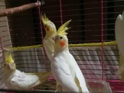 45 60 günlük bebek sultan papağanları 