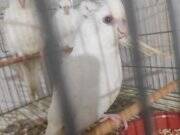 Yeni yeme düşen sultan papağanı yavruları