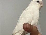 Ev üretimi sultan papağanı 