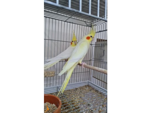 Damızlık yavru alınmış  sağlam bakıcı takımlar açıklama okuy