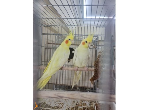 Damızlık yavru alınmış  sağlam bakıcı takımlar açıklama okuy