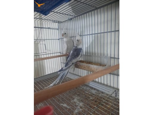 Yavru alınmış bakıcı sağlam birebir değişim garanti takımlar