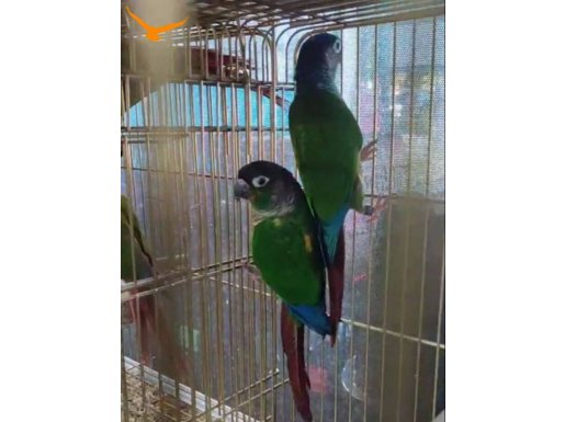 Yavru alınmış yerli üretim konur süper bakıcı takım 