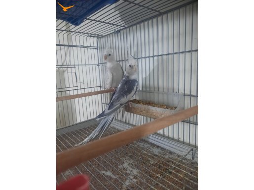 Yavru alınmış bakıcı sultan papağanı takımlarım