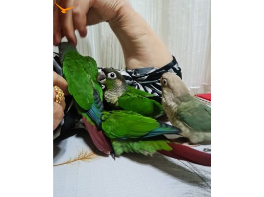 Yeni yeme düşen Konur bebekler ısırmaları yoktur 
