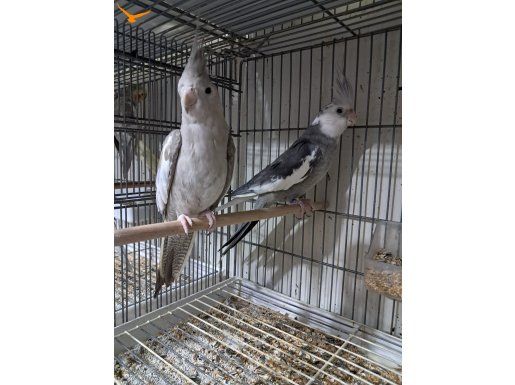 Sağlam Bakıcı yerli üretim değişim garantili sultan takımlar