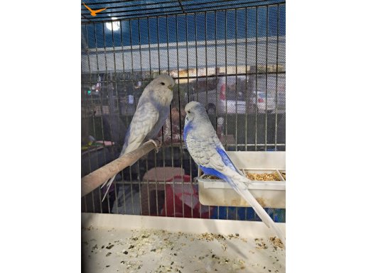 Sağlam bakıcı iri jumbo takımlar en kötüsü 4 yavru veriyor
