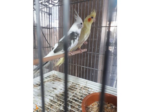 Damızlık yavru alınmış sağlam damar takımlar  