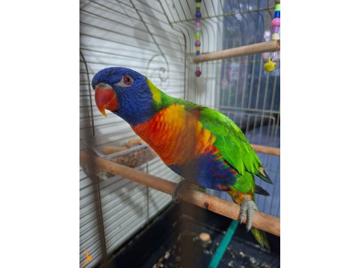 1 yaşında Lori papağanı ful evcil ısırma yoktur el besleme