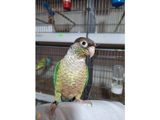 Aşırı evcil 10 kelimesi olan el besleme konur papağanı 