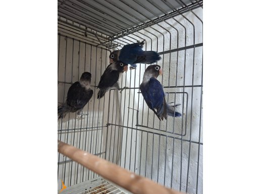 Yeni yeme düşen mutasyon maskeli cennet bebekler