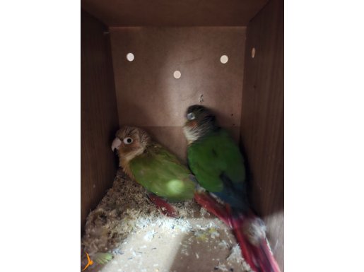 Yavru alınmış sağlam bakıcı konur takımlar