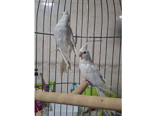 Damızlık yavru alınmış çok sağlam bakıcı Albino takımlar