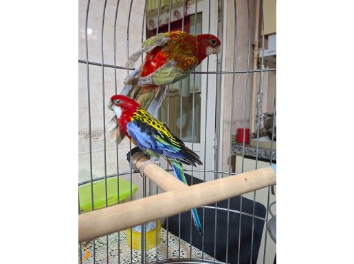 Yavru alınmış bakıcı Rozella 2 Takım 