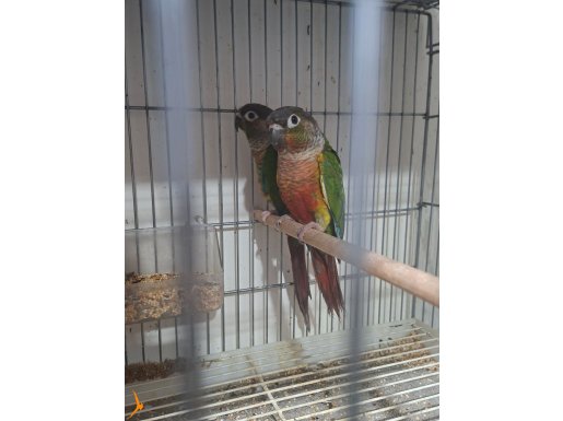 Yavru alınmış çok sağlam bakıcı konur takım 