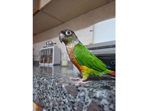 El besleme konur bebekler tüy tozu asla olmaz koku olmaz