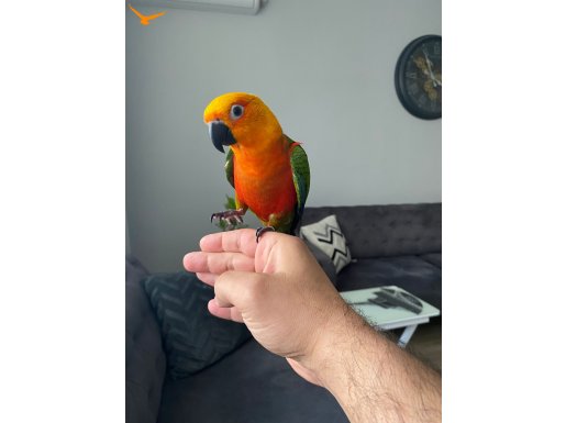 Jenday Güneş Konur El besleme asla ısırmaz aşırı evcil