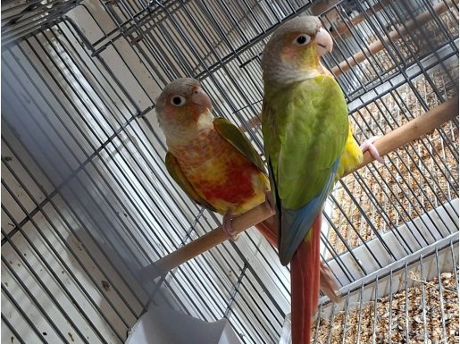 Yavru alınmış sağlam konur 5 takım