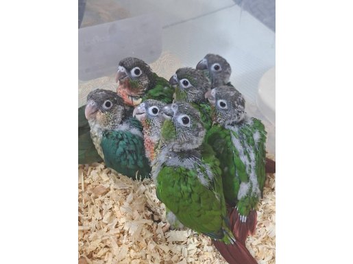 El besleme Konur bebekler tüy tozu olmayan bir ırktır