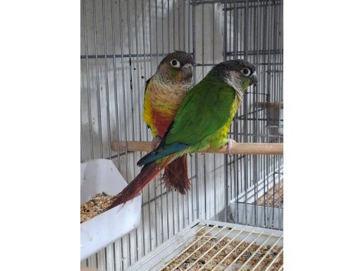 Yavru alınmış bakıcı konur takımlar