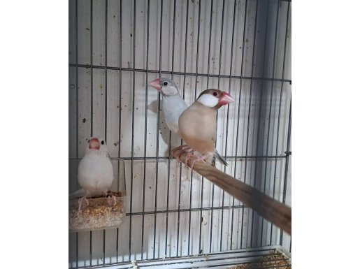 3 takım Java ispinozu 