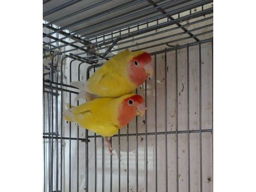 Rengarenk Yeni Yeme Düşen Cennet Ve Sevda Bebekler