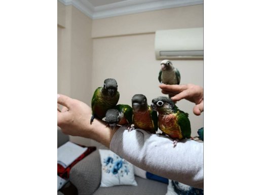 El Besleme Konur Bebekler 