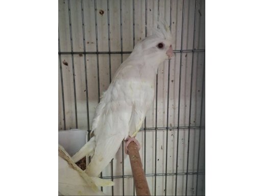 El Besleme Sultan Papağanı Albino ve Lutino