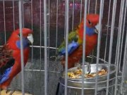 Yavru alınmış Rozella süper takım