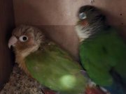 Yavru alınmış sağlam bakıcı konur takımlar