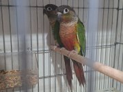 Yavru alınmış çok sağlam bakıcı konur takım 