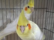 LUTİNO TAKIM VE PİED LUTİNO TAKIM YAVRU ALINMIŞ SAĞLAM TAKIM