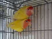 Rengarenk Yeni Yeme Düşen Cennet Ve Sevda Bebekler