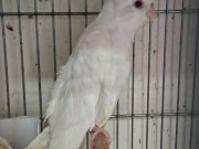 El Besleme Sultan Papağanı Albino ve Lutino