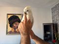 Ful evcil Gül kakadu ve ful evcil Ducops Kakadu ek15 belgeli