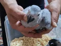 El besleme 2 aylık Jako bebekler 