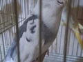 2 adet wf pied konuşan erkek sultan papağanı 