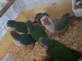 El besleme konur bebekler tüy tozu olmaz alerji sebep olmaz