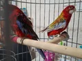 Erkek rozella papağanı 3 yaşında deneyimli 