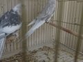 Yavru alınmış sağlam bakıcı sultan papağanı takımlar