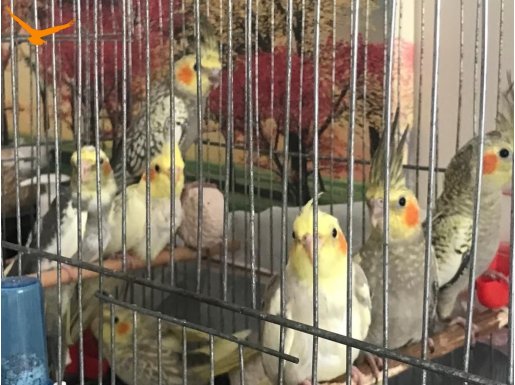 Yeni yeme düşmüş yavru sultanlar 