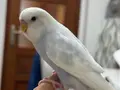 ELE ALIŞKIN PAMUK