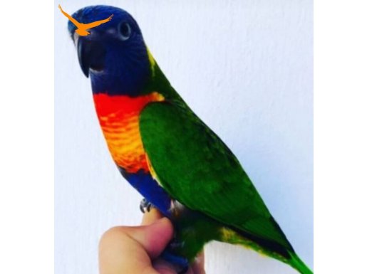Yavru rainbow lori
