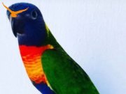 Yavru rainbow lori