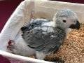 Jako parrot