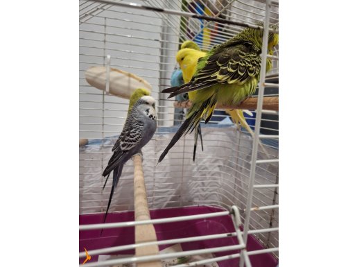 Jumbo muhabbet kuşu 