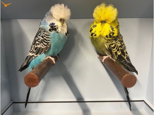 Show Jumbo Muhabbet Kuşları Genç ve Yavru