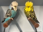 Show Jumbo Muhabbet Kuşları Genç ve Yavru