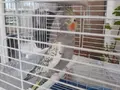 1.5 yaş erkek sağlıklı sultan papağanı 