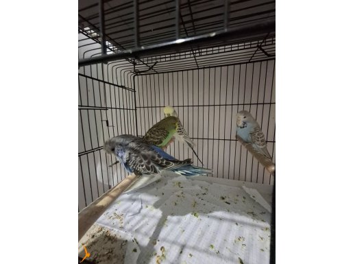 Jumbo muhabbet çift ve yavru 
